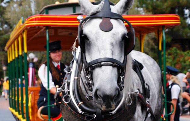 Disneyland’s newest four-legged Cast Member “Bert” Debuted July 22